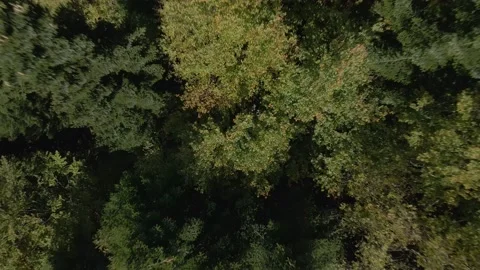 Autumn day in forest Stock Footage 141415108