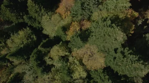 Autumn day in forest Stock Footage 141415364