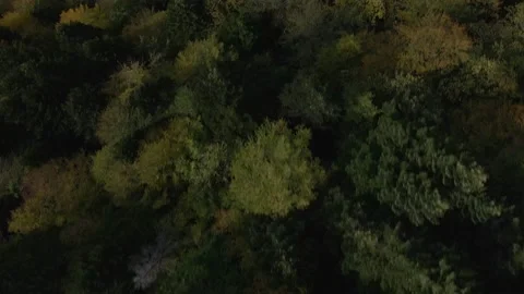 Autumn day in forest Stock Footage 141415547