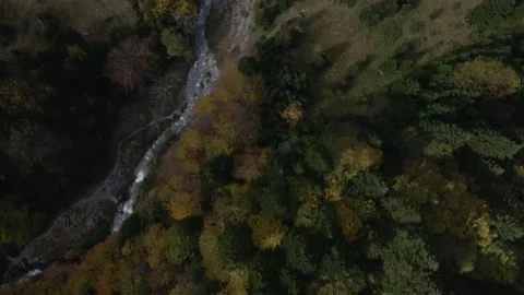 Autumn day in forest Stock Footage 141415772