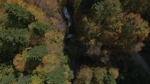 Autumn day in forest Stock Footage 141418450