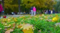 Autumn day in a park. HD Footage