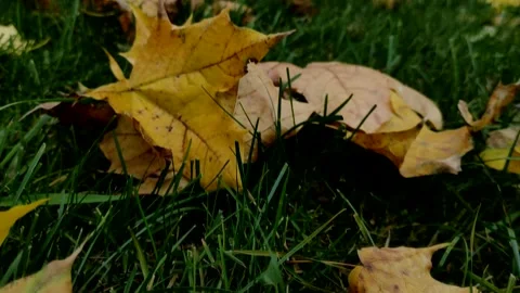 Autumn day in park, selective focus on the fallen leaves. Stock Footage 162191925
