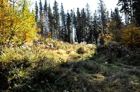 Autumn day Stock Photos