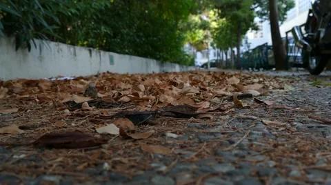 Autumn days 4k Stock Footage 41752454