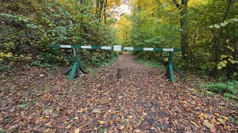 Autumn daytime forest. Camera approaching to the wooden barrier and goes through Видео 290462901