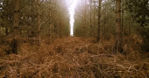 Autumn dead forest slow smooth backwards motion Stock Footage 74076175