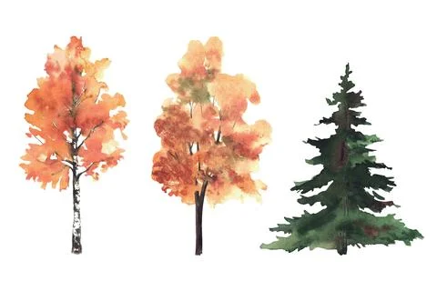 Autumn deciduous and coniferous trees. Yellow, orange leaves fall foliage Stock Illustration