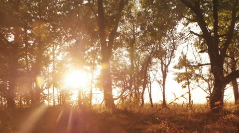 Autumn deciduous forest at dawn or sunrise Stock Footage 66742044