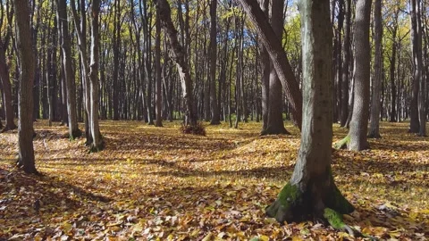 An autumn deciduous forest with fallen leaves on the ground on a sunny day.  動画素材 321156411