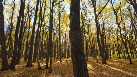 An autumn deciduous forest with fallen leaves on the ground on a sunny day. Stock Footage 323879529