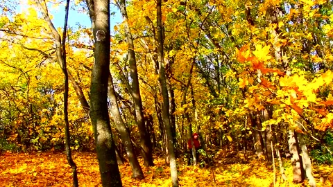 Autumn deciduous forest with falling leaves Stock Footage 142711403