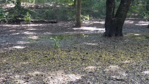 Autumn Deciduous Forest Floor Stock-Footage 329389011