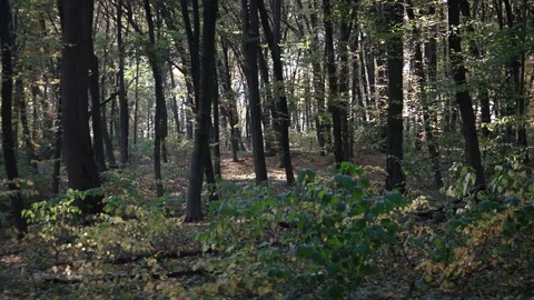 In autumn deciduous forest 库存影片 73010874