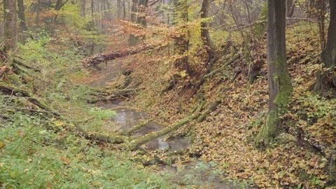 Autumn deciduous forest Stock Footage 172083608