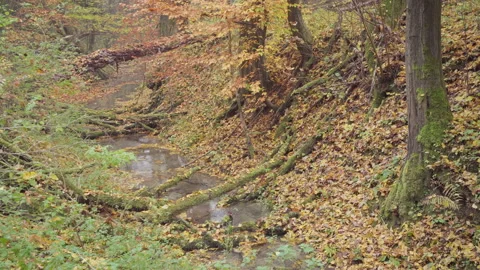 Autumn deciduous forest, landscape Stock Footage 172083794