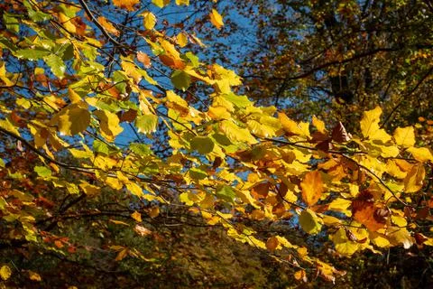 Autumn deciduous forest Stock Photos