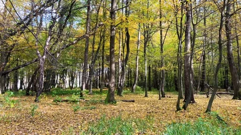 In an autumn deciduous forest with tall, slender trees, leaves slowly fall. 库存影片 321153589