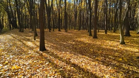 In an autumn deciduous forest with tall, slender trees, leaves slowly fall. Stock Footage 323878883