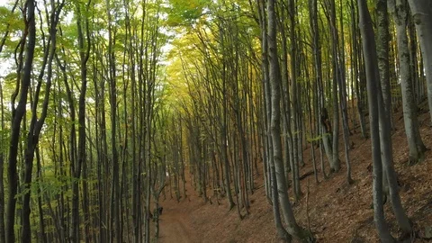 Autumn Deciduous Forest. Two Men With Backpacks are on the Trail Stock Footage 107127782