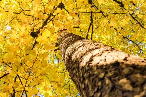 Autumn deciduous tree Stock Photos