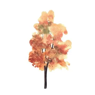 Autumn deciduous Tree with yellow, orange leaves. Hand Painted Watercolor I.. Stock Illustration