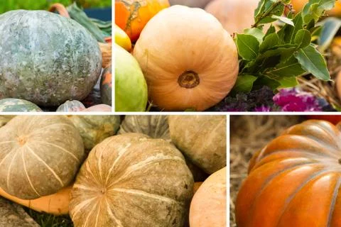 Autumn decor collected pattern of bright green and orange pumpkins Stock Photos