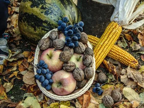 Autumn decor - flowers, basket with walnuts, grapes, apples and pumpkins, cor 스톡 사진