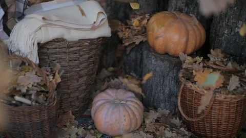 Autumn decor Stock Footage 101728577