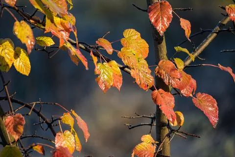 Autumn decor . Stock Photos