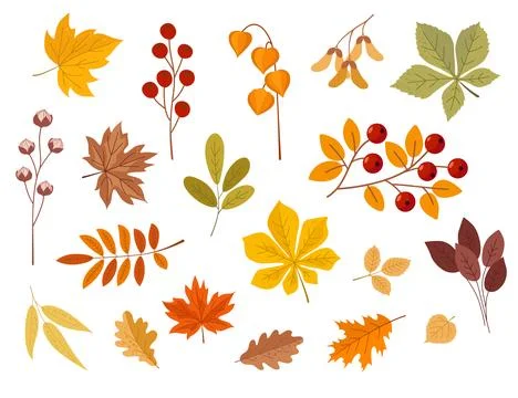 Autumn decor set  tree leaves, flowers, berries and mushrooms. Stock Illustration