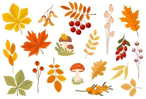 Autumn decor set  tree leaves, flowers, berries and mushrooms Stock Illustration
