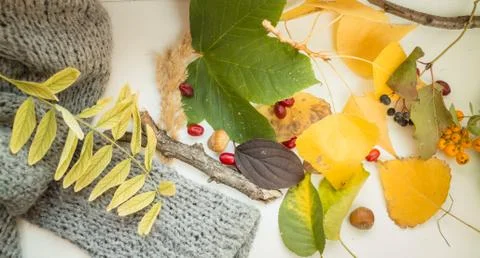 Autumn decoration Stock Photos