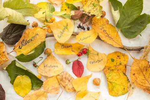 Autumn decoration Stock Photos