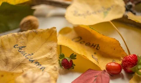 Autumn decoration Stock Photos