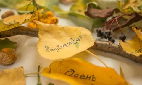 Autumn decoration Stock Photos