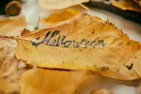 Autumn decoration Stock Photos