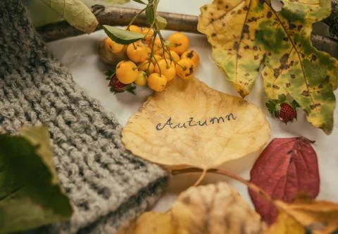 Autumn decoration Stock Photos