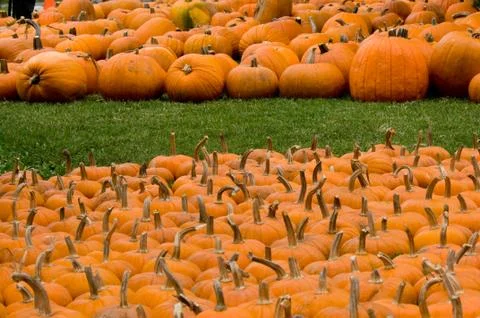 Autumn decoration - pumpkin patch Stock Photos