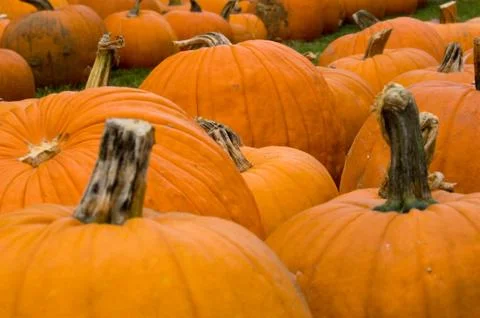 Autumn decoration - pumpkin patch Stock Photos