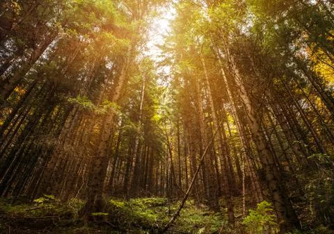 Autumn in deep forest Stock Photos