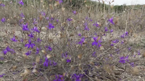 Autumn delphinium bush Stock Footage 149181677