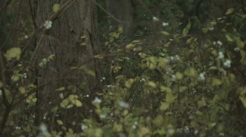 Autumn in Denmark 1 Stock Footage 280170