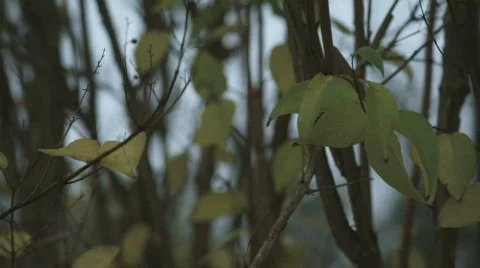 Autumn in Denmark 3 Stock Footage 280179