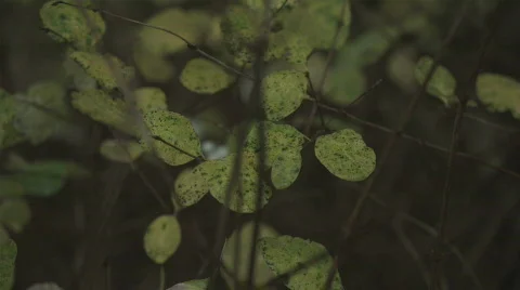 Autumn in Denmark 4 Stock Footage 280181