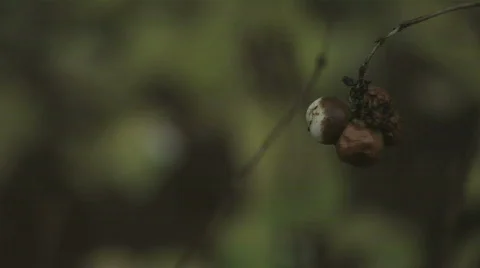 Autumn in Denmark 5 Stock Footage 280182