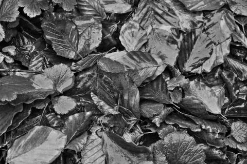 Autumn Desaturated Stock Photos