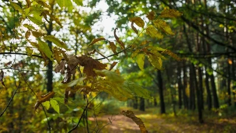 Autumn in details Stock Footage 80871720