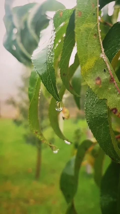Autumn dew drop on a leaf Stock Footage 141119661