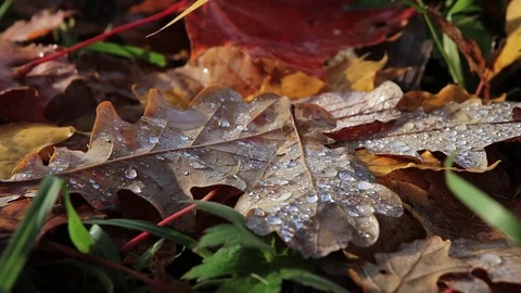 Autumn. Dew on fallen leaves Video stock 81001749